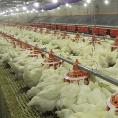 Breeder pan feeding system