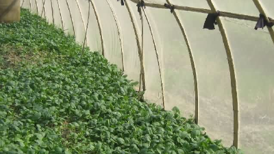 Greenhouse insect nets 476