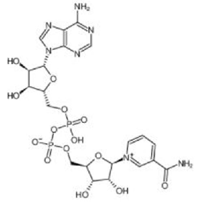 BETA-Nicotinamide adenine dinucleotide