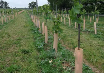 Eco-friendly pp corrugated plastic tree guard