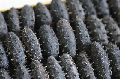 Pure light dry sea cucumber quality guarantee 30-80