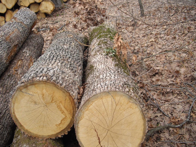logs