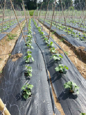 landscape weed mat for agriculture and gardens