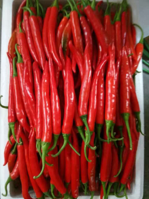 red chilli