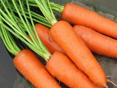 Carrot