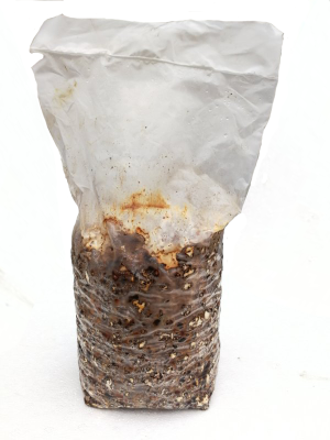 Skiitake Mushroom spawn
