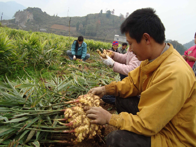 Hot Sale Air Dry Ginger
