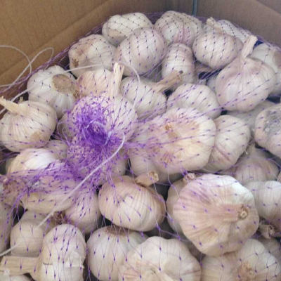 FRESH GARLIC