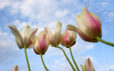 Fresh flowers for sale
