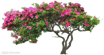 Fresh flowers for sale