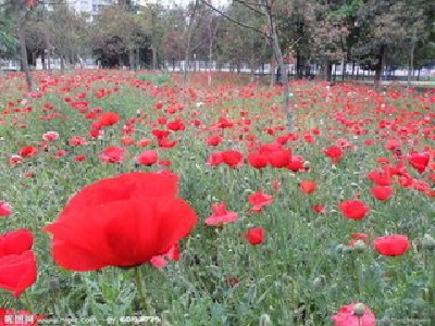 Fresh flowers for sale