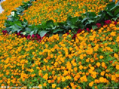 Fresh flowers for sale