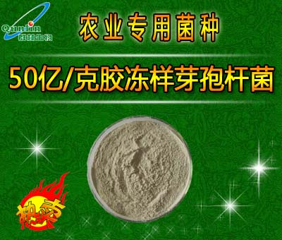 5 billion / g of jelly Bacillus cereus