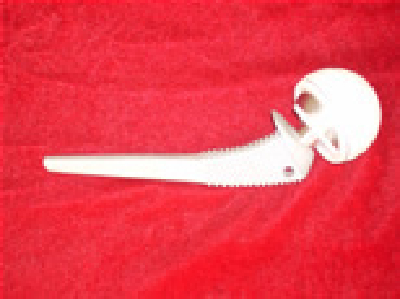 hip joint